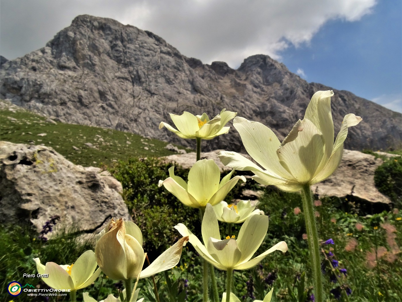 49 Pulsatilla alpina sulphurea (Pulsatilla alpina sulfurea) con vista in Arera.JPG